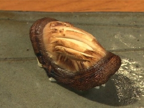 しいたけの握り
