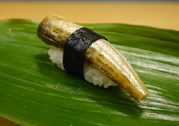 Segelflossen-Sandfisch (Hatahata)