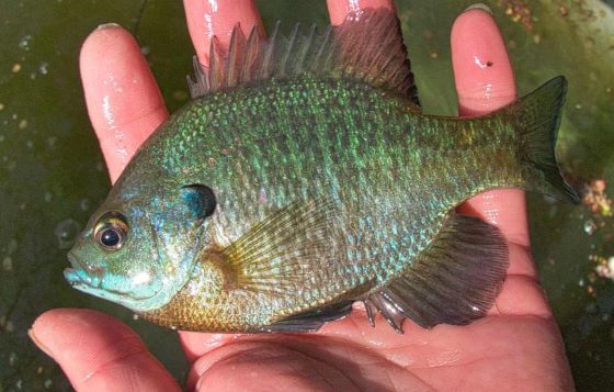 a photo of Bluegill