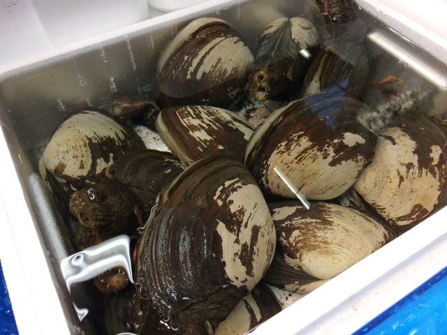 a photo of Keen's gaper (Mirugai)
