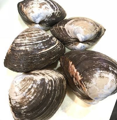 a photo of Sakhalin surf clam (Hokkigai)