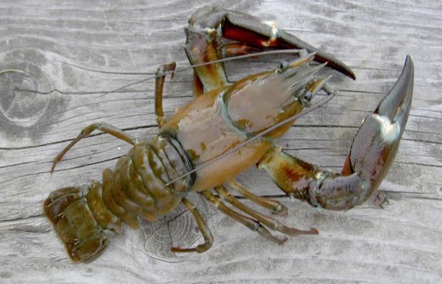 A photo of Signal Crayfish (Uchidazarigani)